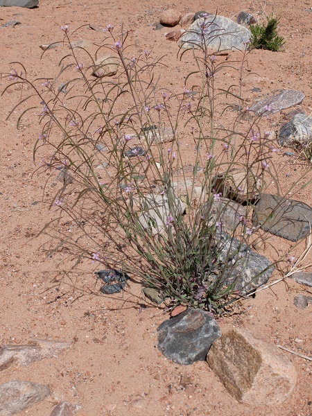 Boechera pallidifolia (Arabis pallidifolia)